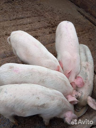 Поросята