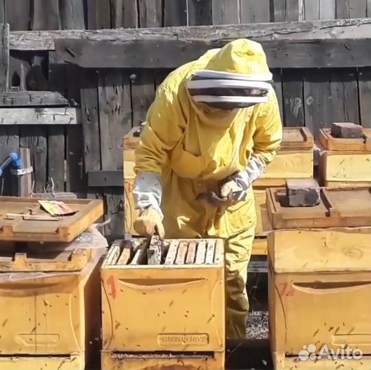 Продам пасеку с пчёлами
