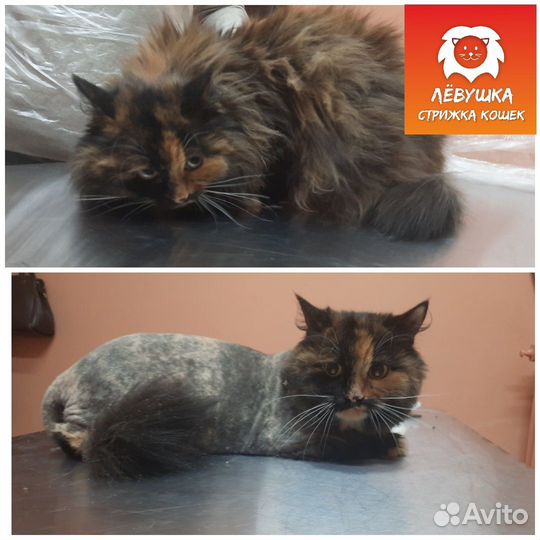 Стрижка кошек