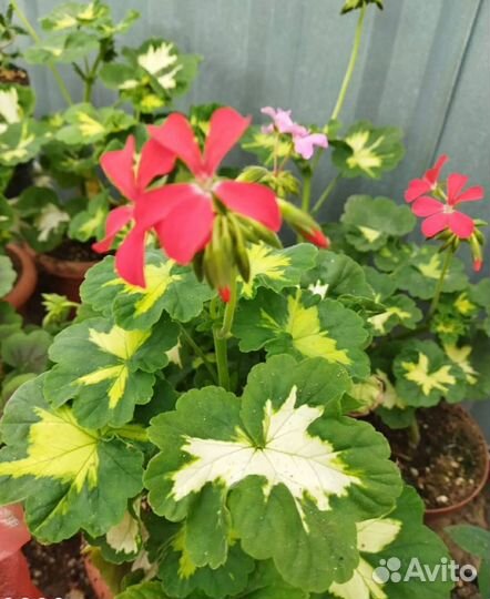 Примула, Пеларгония, Герань, Барвинок