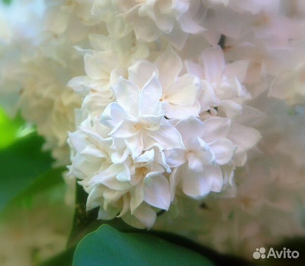 Сирень сорт Память о Колесникове. штамб 130 см