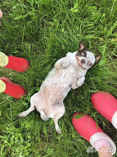 Возрастная чихуахуа в добые руки