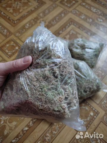 Мох сфагнум