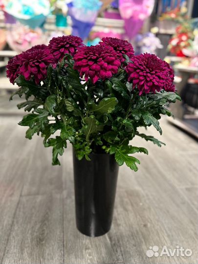 Хризантема одноголовая