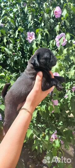 Щенки мопса