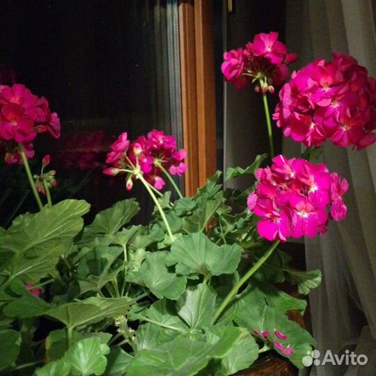 Оксалис, сингониум, традескпнция и др