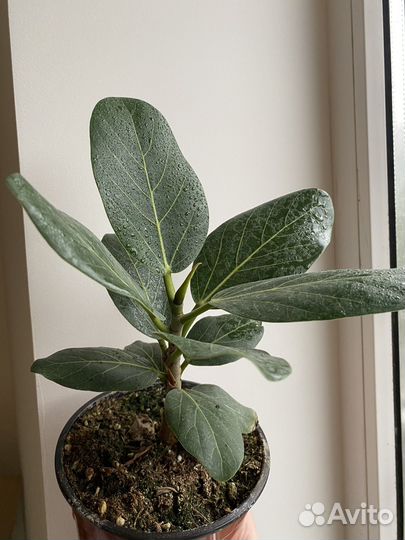 Фикус бенгальский