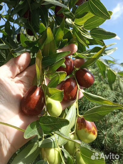 Китайский финик,унаби