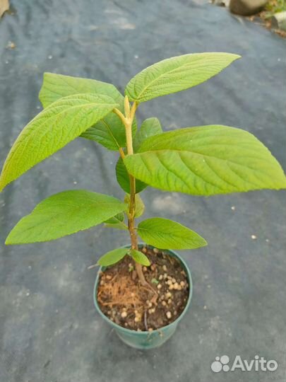 Калина морщинолистная