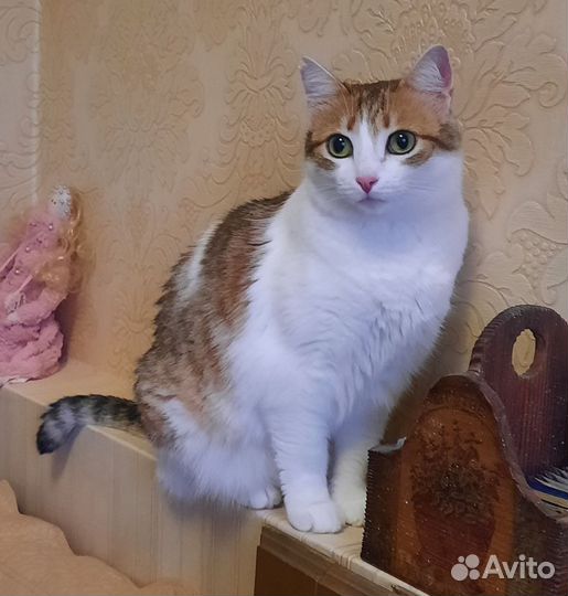 Котоняня на вашей территории