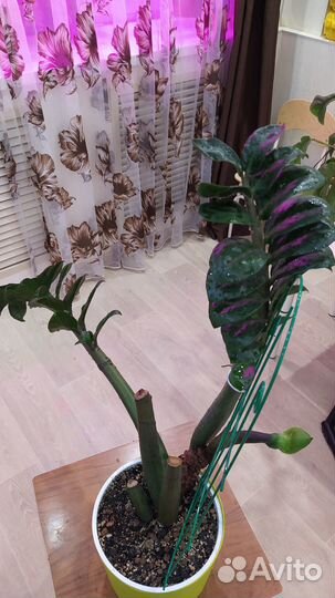 Замиокулькас зензи