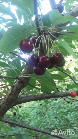 Вишня свежая