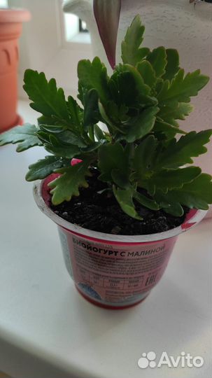 Каланхоэ оранжевое