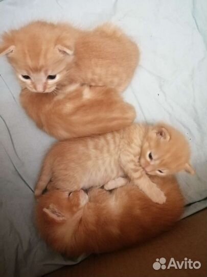 Котята рыжинькие
