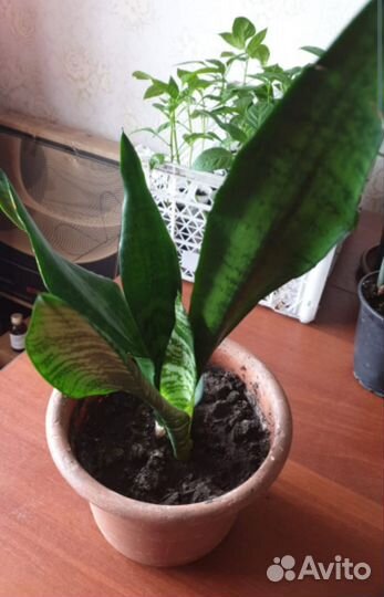 Сансевиерия