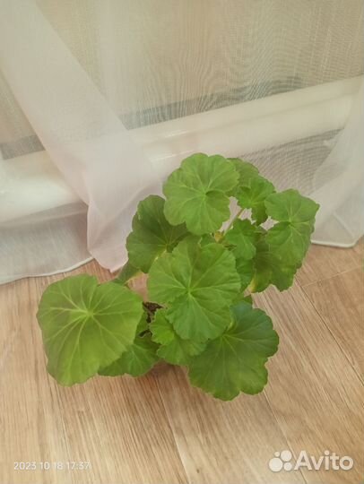 Пеларгонии сортовые