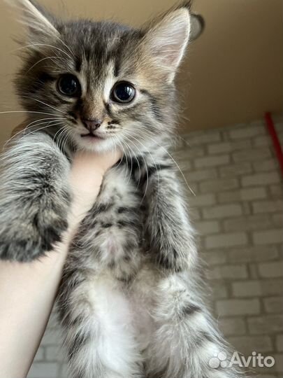 Отдам в хорошие руки котят