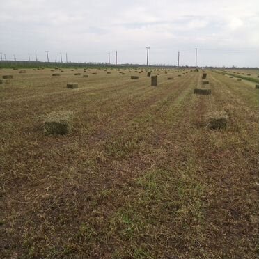 Сено люцерны в тюках и разнотравие