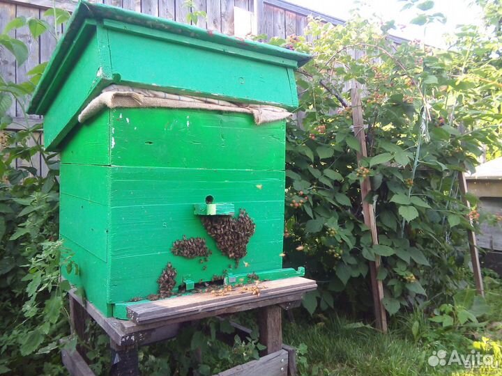 Продам семьи пчёл, улья, медогонку