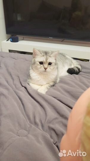 Шотландский кот 11 месяцев