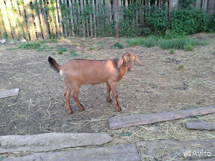 Козы и козлята