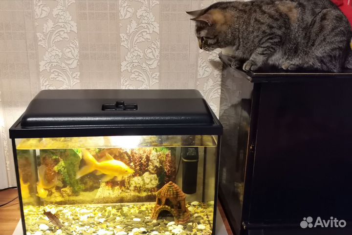 Аквариумные рыбки