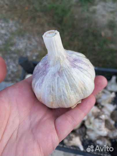 Чеснок домашний