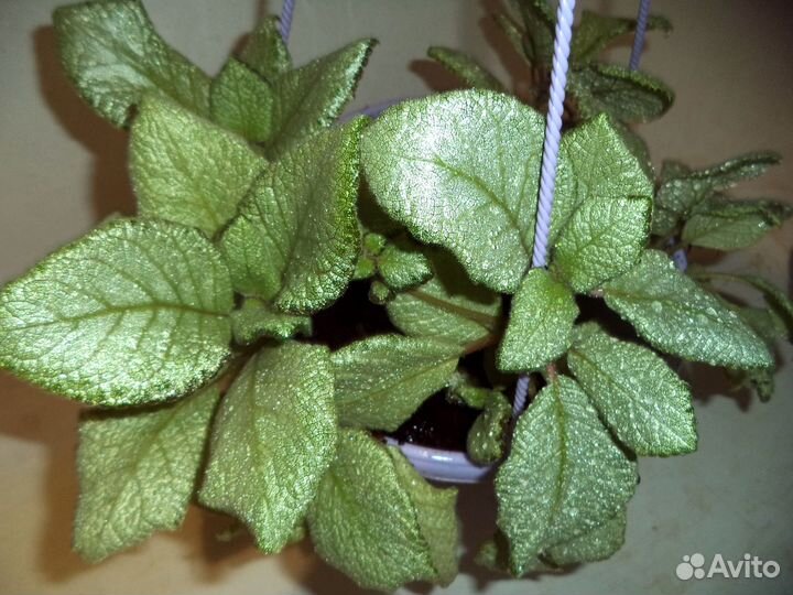 Цветы эписции сортовые. Комнатные растения