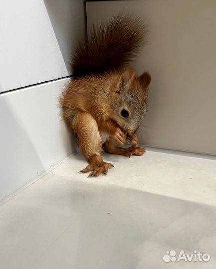 Белка вольерная