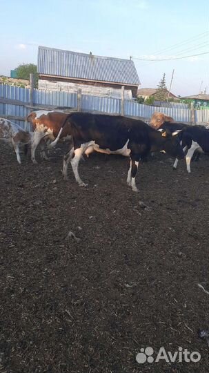 Продам 2 первотелки