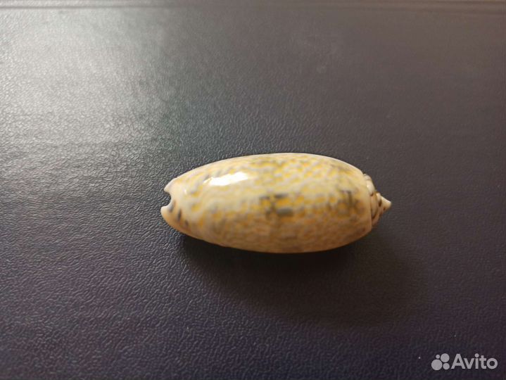 Морская раковина