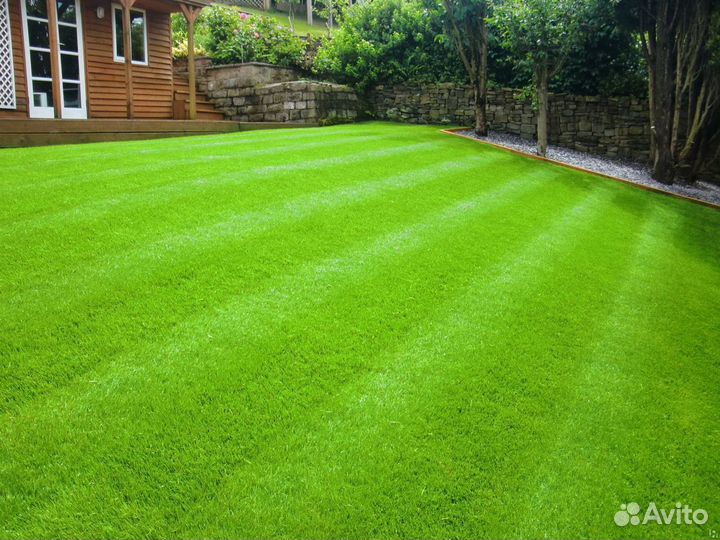 Газон рулонный мятлик