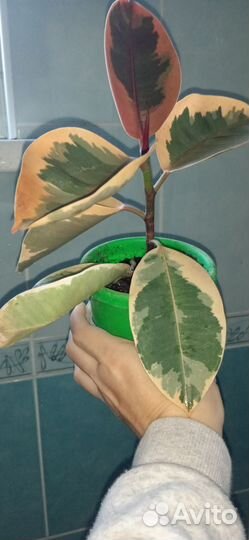 Фикус эластика тинеке