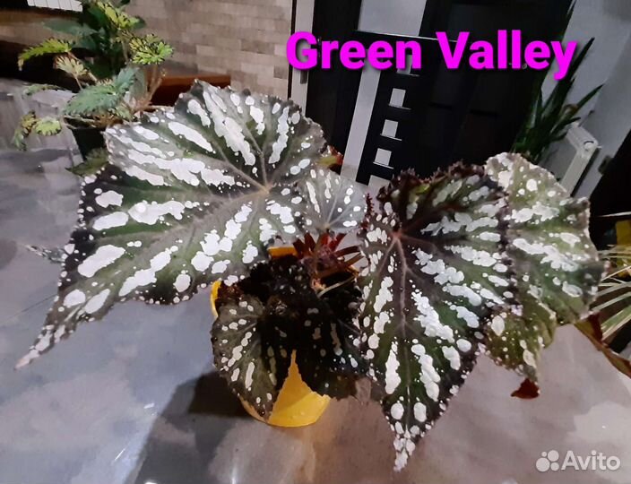 Бегония тигровая