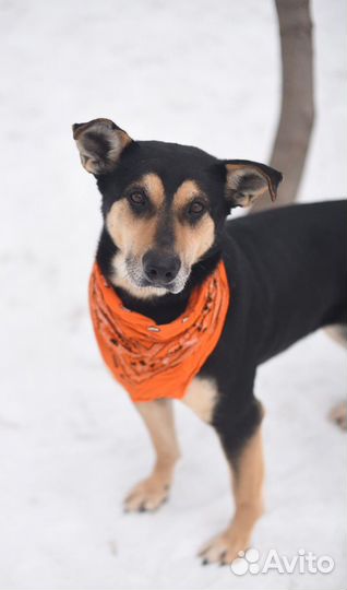 Собака-девочка из приюта