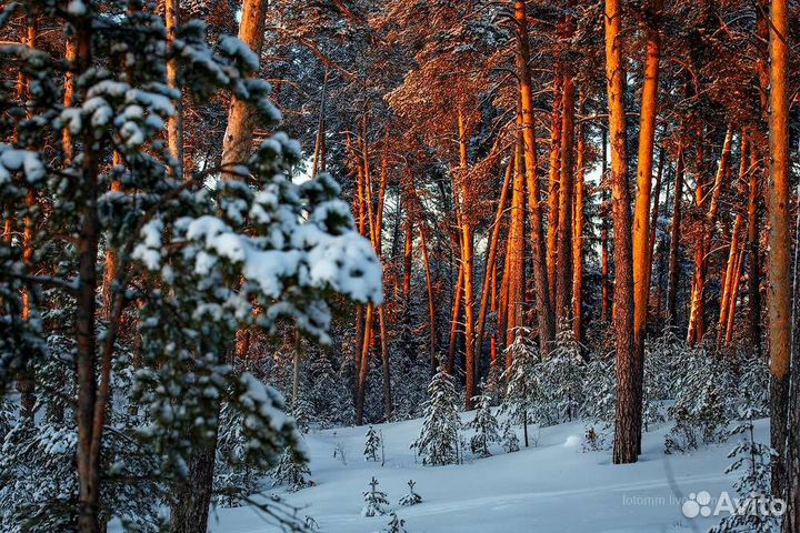 Продам лес на корню