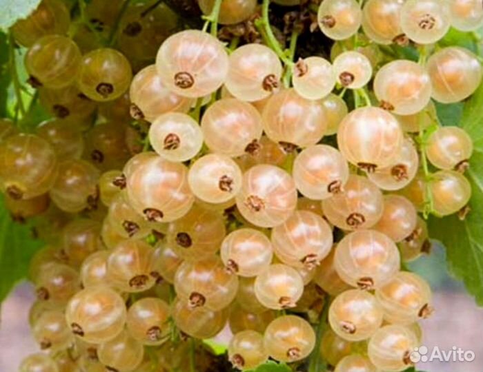 Смородина белая Жемчужина. Саженцы