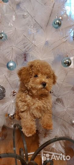 Собаки щенки Мальтипу