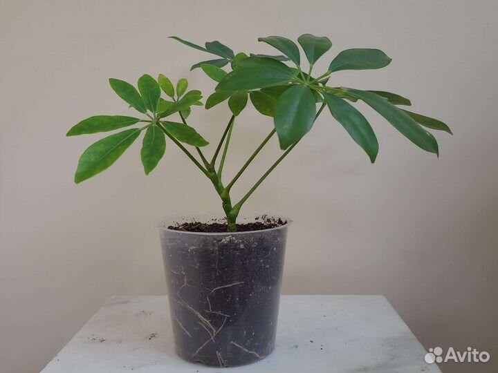 Переския и шефлера