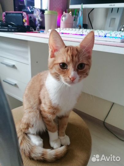 Котёнок 5 мес. с улицы ищет дом и любящую семью