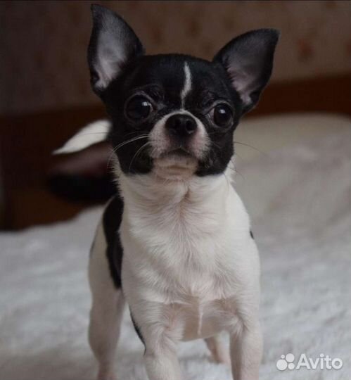 Чихуахуа предлагается для вязок