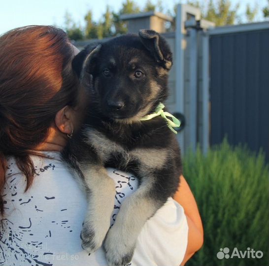 Восточно европейская овчарка щенки