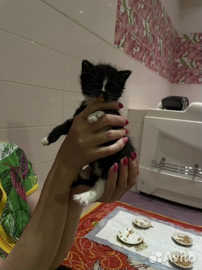 Прелестные котята