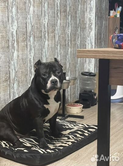 Американский Булли xl