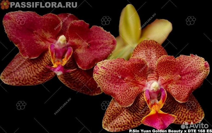 Орхидея: P.(Sin Yuan Golden Beauty-DT-168)’ES’