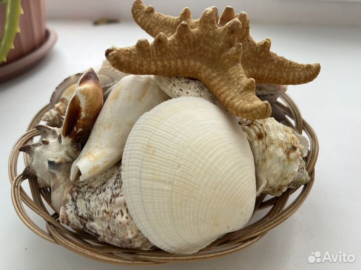 Ракушка декор