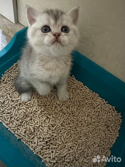 Шотландская серебристая шиншилла