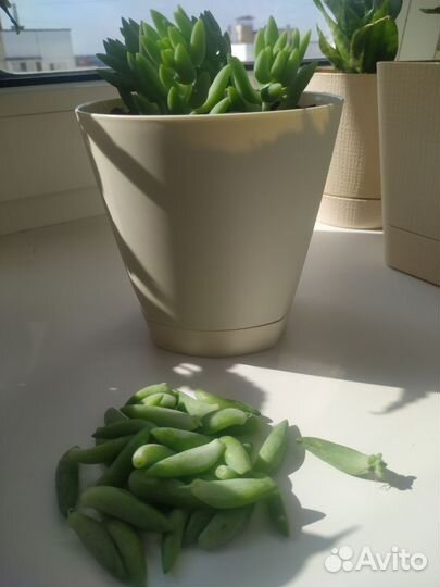 Комнатные цветы.Суккуленты.Очиток Морган