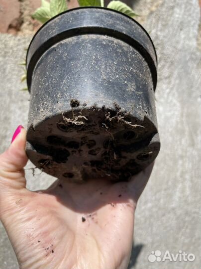 Вейгела цветущая