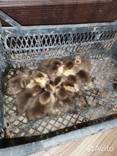 Мускусные утята суточные